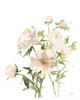 Peonies II Poster Print by Katrina Pete # 65944