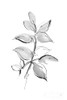 Wash Leaf I Poster Print by Chris Paschke # 65454