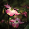 Pink Dogwood II Poster Print by Debra Van Swearingen # 63780