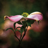Pink Dogwood I Poster Print by Debra Van Swearingen # 63779