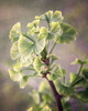 Sprouting Ginkgo I Poster Print by Debra Van Swearingen # 63813