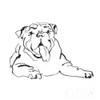 Line Dog Bulldog I Poster Print by Chris Paschke # 63549