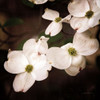 White Dogwood III Poster Print by Debra Van Swearingen # 63812