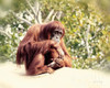 Orangutan Poster Print by Debra Van Swearingen # 63372