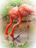 Two Flamingos Poster Print by Debra Van Swearingen # 63368