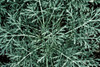Greenery Closeup Poster Print by Elise Catterall # 63317