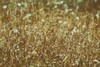 Dew on Grasses Poster Print by Aledanda Aledanda # 63215