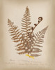 Ferns in Book IV Poster Print by Wild Apple Portfolio Wild Apple Portfolio # 62948