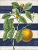 Classic Citrus VI Navy Shiplap NW Poster Print by Sue Schlabach # 63071