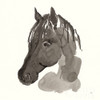 Horse Portrait II Poster Print by Chris Paschke # 62499