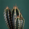 Cacti IV Poster Print by Andre Eichman # 62432