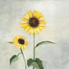 Sunny Blooms I Poster Print by Julia Purinton # 62195