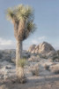 Joshua Tree National Park I Poster Print by Alan Majchrowicz # 61455