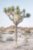 Joshua Tree National Park II Poster Print by Alan Majchrowicz # 61456