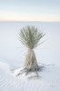 Yucca in White Sands National Monument Poster Print by Alan Majchrowicz # 61460