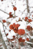 Snowcapped Poster Print by Aledanda Aledanda # 60996