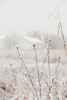Early Snow Poster Print by Aledanda Aledanda # 60995