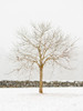 By the Stone Wall Poster Print by Aledanda Aledanda # 60993