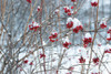 Berries in Winter Poster Print by Sue Schlabach # 60941