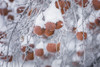 Orchard in Winter Poster Print by Alan Majchrowicz # 60631