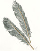 Gold Feathers III Green Poster Print by Chris Paschke # 60379