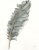 Gold Feathers VII Green Poster Print by Chris Paschke # 60382
