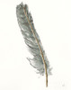 Gold Feathers II Green Poster Print by Chris Paschke # 60378