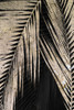 Natural Palms on Black II Poster Print by Patricia Pinto # 6004DG