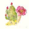 Succulent Desert II Poster Print by Kristy Rice # 59785