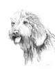 Goldendoodle Sketch Poster Print by Avery Tillmon # 59712