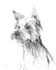 Yorkshire Terrier Sketch Poster Print by Avery Tillmon # 59710
