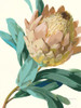 Jewel of the Garden I Poster Print by Danhui Nai # 59625
