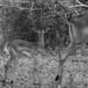 Impala and Baby Poster Print by Aledanda Aledanda # 58137