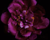 Vivid Dark Peony Poster Print by Elise Catterall # 58070