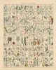 Flora Chart II Poster Print by Wild Apple Portfolio Wild Apple Portfolio # 57996