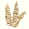 Gilded Fern III Poster Print by Chris Paschke # 57197