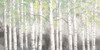 Soft Birches Charcoal Poster Print by James Wiens # 57004