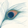Peacock Feather I Blue Poster Print by Miranda Thomas # 56866
