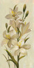 Elegant White Florals I Poster Print by Silvia Vassileva # 56804
