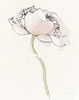 Single Somniferums I Neutral Crop Poster Print by Shirley Novak # 59557