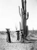 Saguaro gatherers, Maricopa, Arizona, ca 1907 Poster Print by Edward Curtis # 55717