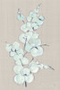 Eucalyptus Branch IV Blue Gray Poster Print by Chris Paschke # 56420