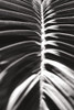 Palm Detail II BW Poster Print by Wild Apple Portfolio Wild Apple Portfolio # 56305