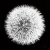 Dandelion on Black I Poster Print by Aledanda Aledanda # 55250