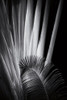 Tropical II Poster Print by Aledanda Aledanda # 55241