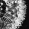 Dandelion on Black III Poster Print by Aledanda Aledanda # 55252