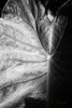 Elephant Ear I Poster Print by Debra Van Swearingen # 55160