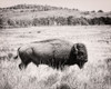 Buffalo I BW Poster Print by Debra Van Swearingen # 55164