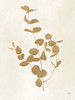 Botanical Study II Gold Crop Poster Print by Julia Purinton # 54312