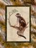 Squirrel Monkey Poster Print by Janet Kruskamp # 54217